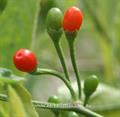 Capsicum praetermissum